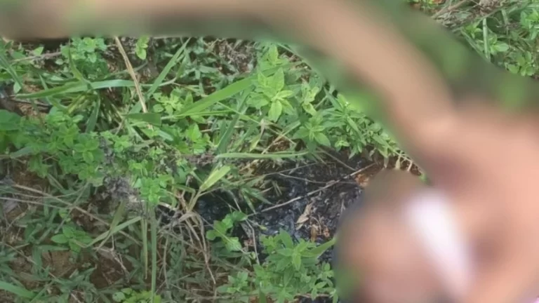 MARCAS DE TIROS: Corpo de jovem é encontrado em Parque São Cristóvão