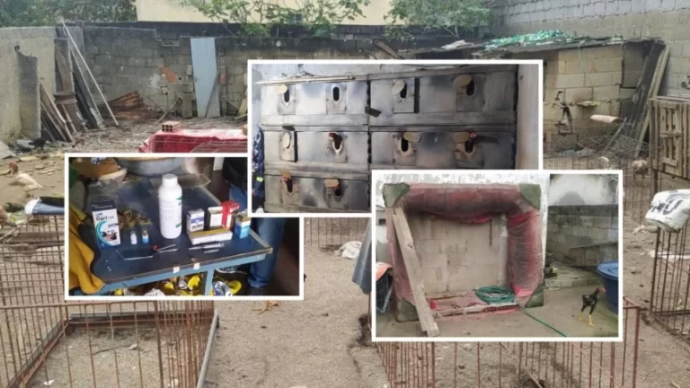 BAR DO CRIME: Idoso é preso por rinha de galo e arma ilegal em Planalto