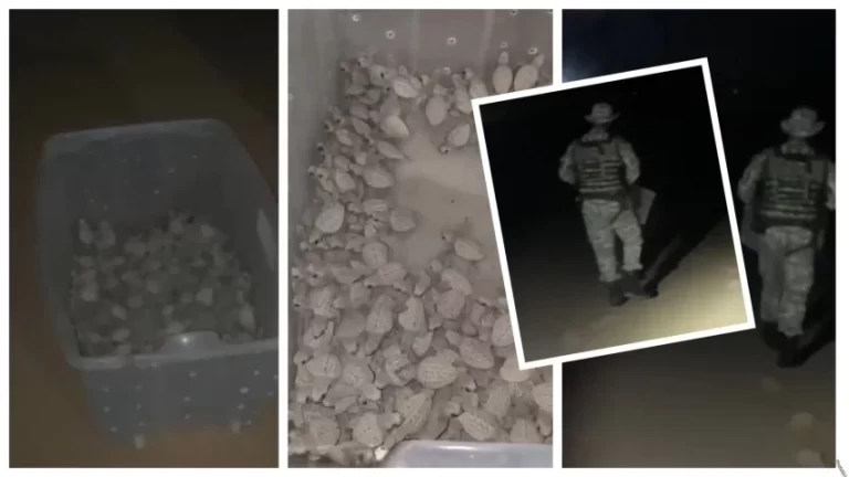 MAIS DE 100! Filhotes de tartarugas resgatados em Piatã após se perderem na direção do asfalto
