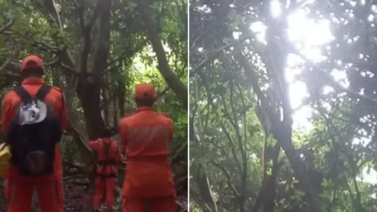 SE RECUSA A DESCER: Resgate de homem encontrado em árvore na Base Aérea de Salvador já dura 36 horas