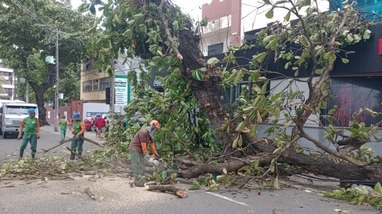 NA FRENTE DO RESTAURANTE: Árvore quebra ao meio e cai na Barra devido à ventania 1 acidente - NA FRENTE DO RESTAURANTE: Árvore quebra ao meio e cai na Barra devido à ventania