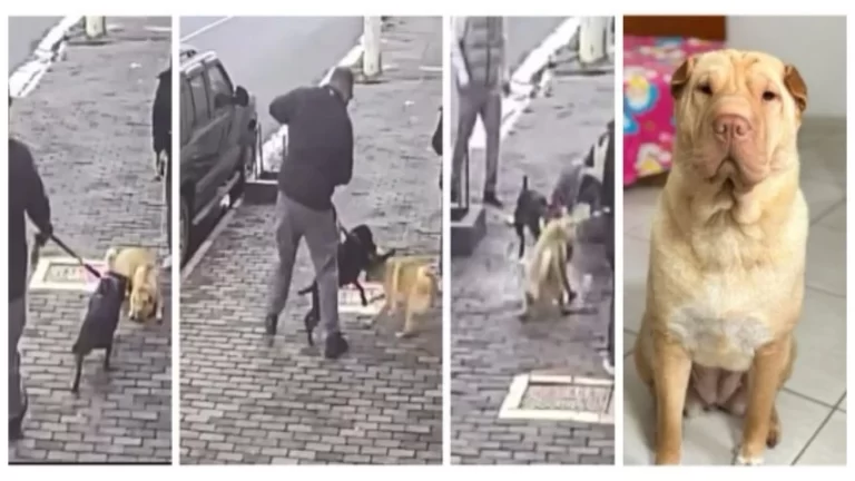 DESESPERO: Pitbull sem focinheira ataca cadela em via pública e derruba tutor