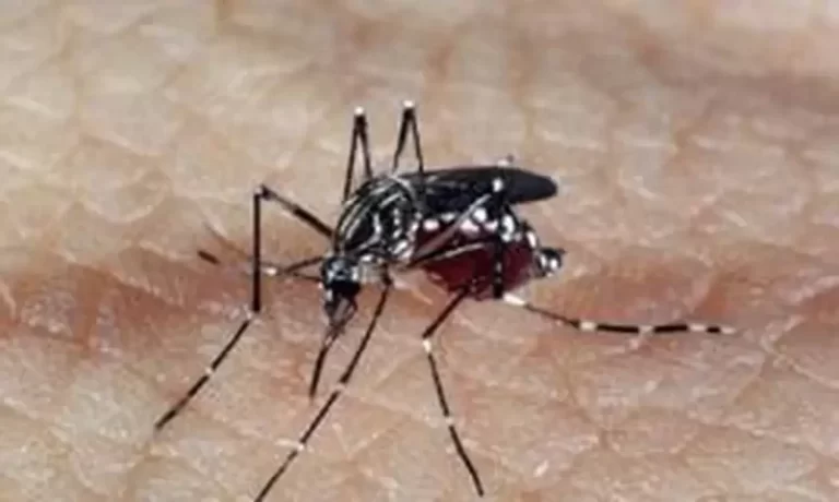 Novos casos de dengue levam Distrito Federal a decretar emergência