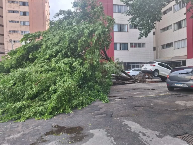 CHUVA NA CAPITAL: Vento forte derruba árvore e levanta carro durante madrugada no Costa Azul