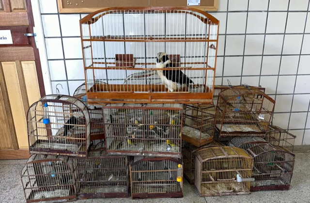 ENGAIOLADOS: Trio suspeito de criar aves em cativeiro é preso em Teixeira de Freitas