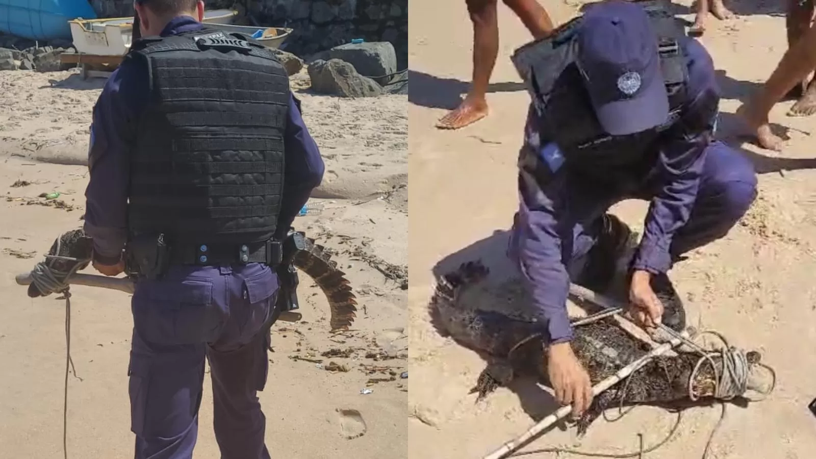 DE BOA: Jacaré é encontrado por banhistas na praia da Pituba