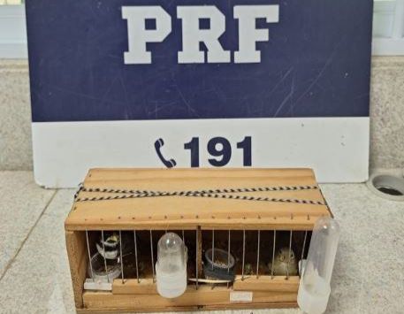 PRF resgata dois pássaros encontrados aprisionados dentro de bolsa térmica na BR 116