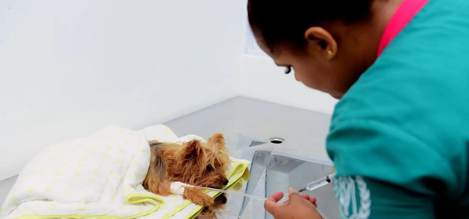Mais de 14 mil atendimentos foram realizados em 45 dias de funcionamento do Hospital Veterinário de Salvador