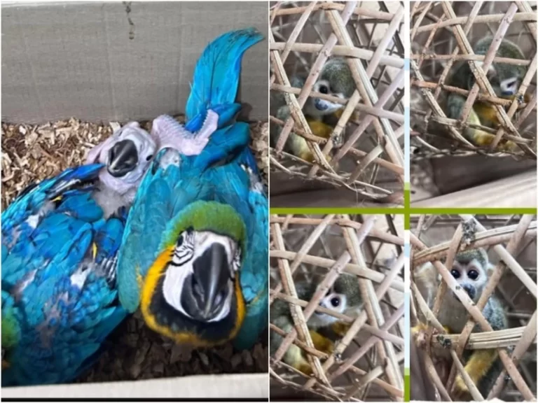 ANIMAIS SERIAM VENDIDOS: Homem é flagrado transportando araras e macaco em Feira de Santana