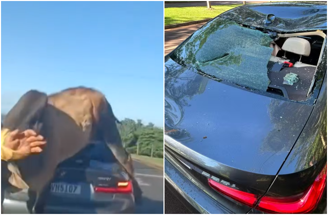 LÁ VEM O BOI: Touro descontrolado persegue homem e destrói carro de luxo