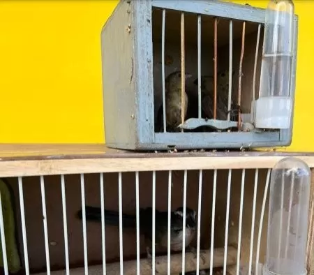 PRF flagra crime ambiental e resgata pássaros silvestres transportados irregularmente em ônibus de viagem