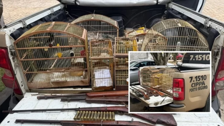 CAÇA ILEGAL: Polícia Militar apreende armas e aves silvestres após denúncia anônima no Sul da Bahia