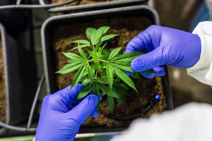 Cannabis: País deixa de girar R$ 30 bi por falta de regulamentação do cultivo