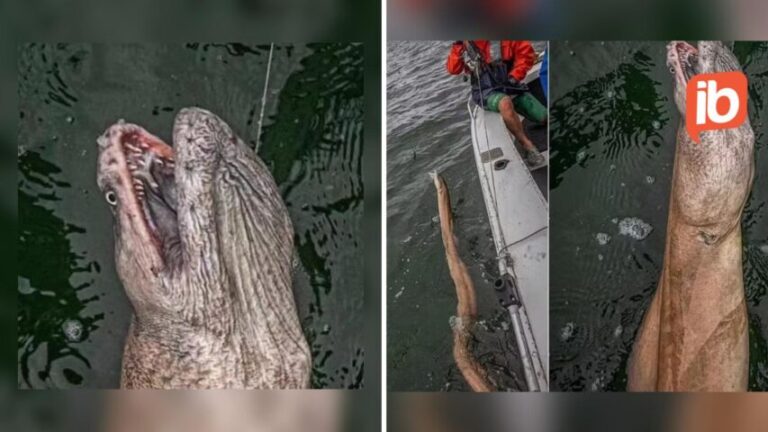 “FILME DE TERROR”: pescador fisga criatura gigante e bizarra; veja fotos