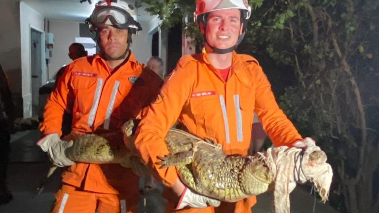 Bombeiros capturam jacaré de quase 2 metros de comprimento