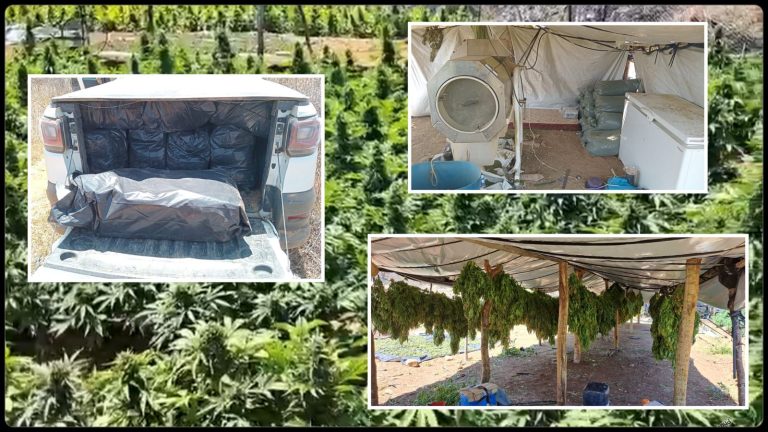 INDÚSTRIA DE DROGAS: FICCO e PM desarticulam laboratório de produção de maconha em Irecê