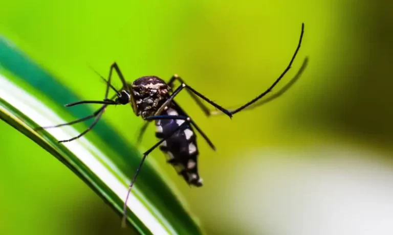 Prefeitura realiza ação de conscientização contra Dengue em Aratu nesta sexta-feira (10)
