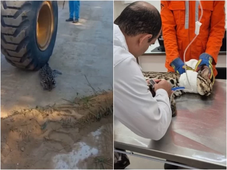 VALE DO JIQUIRIÇÁ: Jaguatirica atropelada é resgatada por bombeiros na BR-116