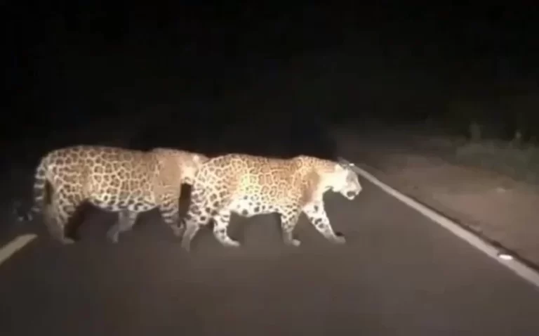 Vídeo de onças que viralizou em Jaguaquara não foi na Bahia