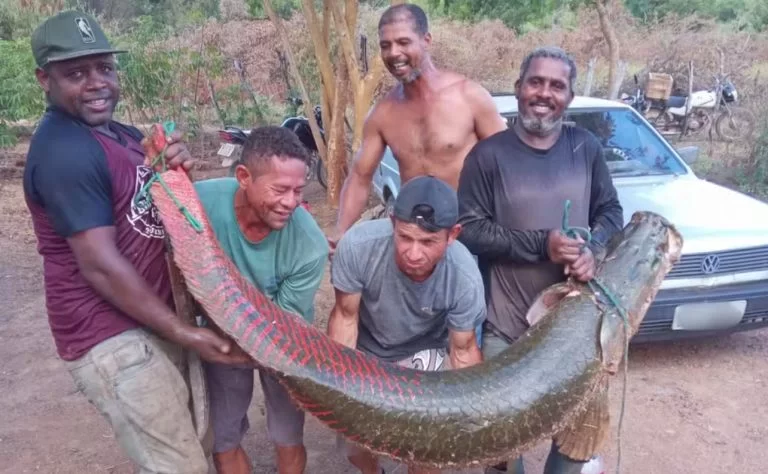 RIO SÃO FRANCISCO: Grupo pesca peixe gigante de 80 kg e dois metros de comprimento; veja