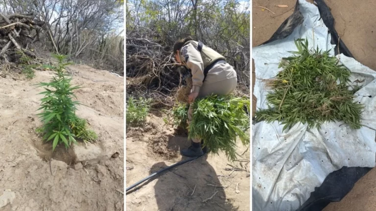 11 MIL PÉS DE MACONHA! PM detona roça da erva e prende suspeito em Jaguarari