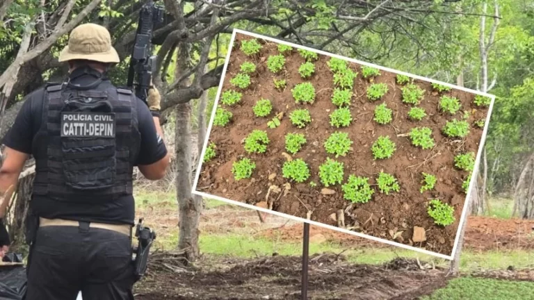 ROÇA DO CRIME: Polícia Civil descobre plantação de maconha e prende quatro em Uauá