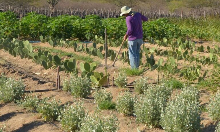Governo lança editais para apoiar o funcionamento e gestão de Agroindústrias Familiares da Bahia