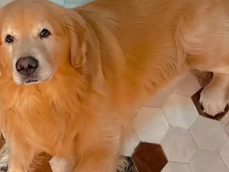 Câmara aprova projeto que obriga aéreas a rastrear transporte de pets