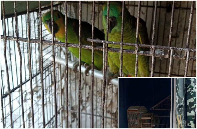 RESGATE ANIMAL: GCM e IBAMA localizam dezenas de animais em Pernambués
