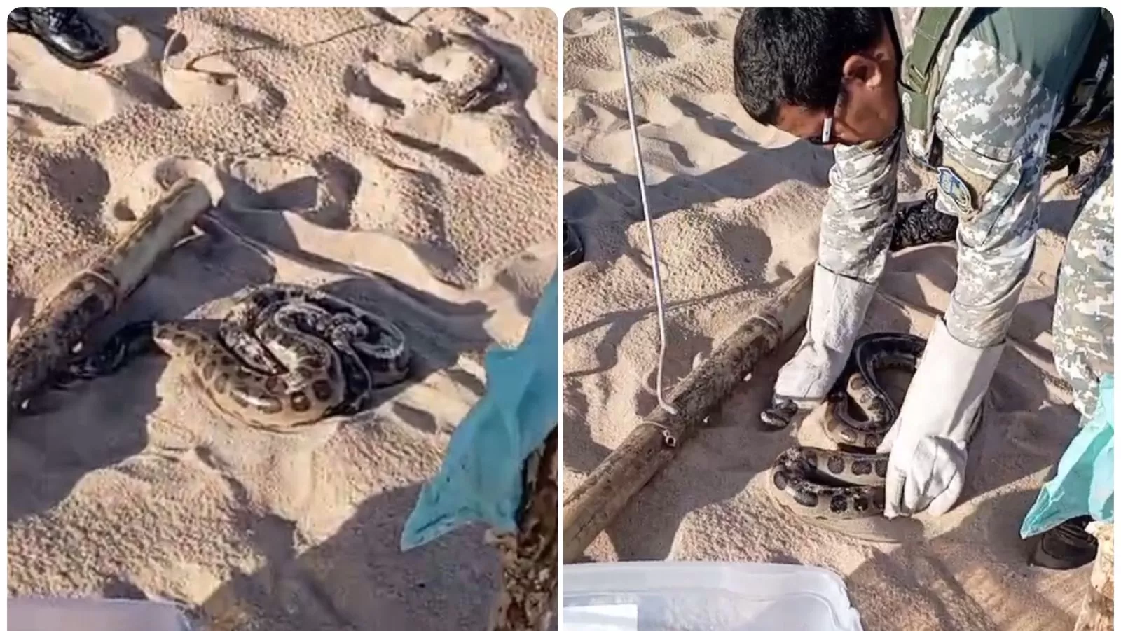 VÍDEO: Cobra sucuri é resgatada no meio da areia na praia de Jardim de Alah; assista