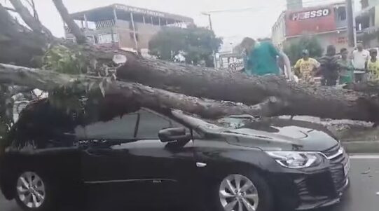 Árvore cai em cima de carro em Feira de Santana e passageiros saem ilesos